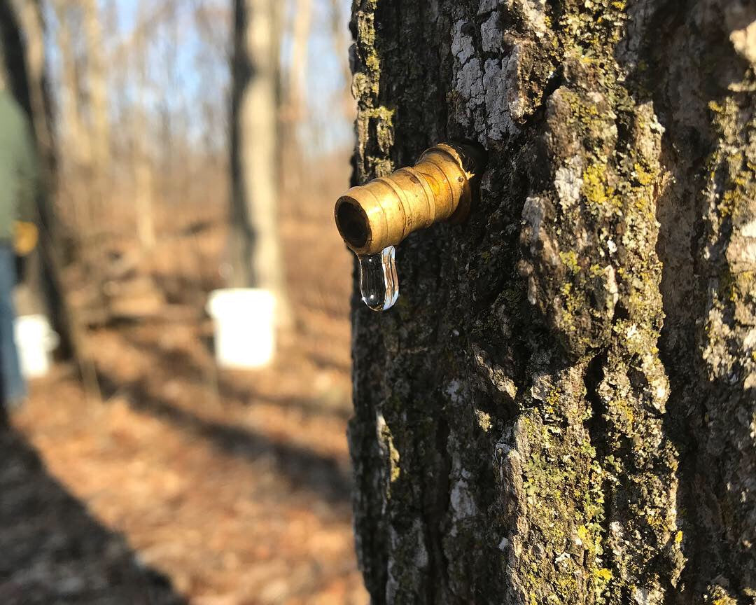 MAPLE SYRUP
